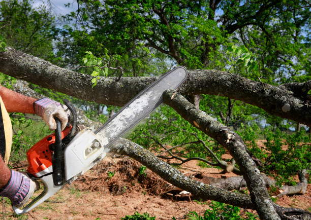  , SD Tree Service Pros